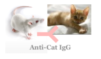 小鼠抗貓IgG（Monoclonal Mouse Anti-Cat IgG）