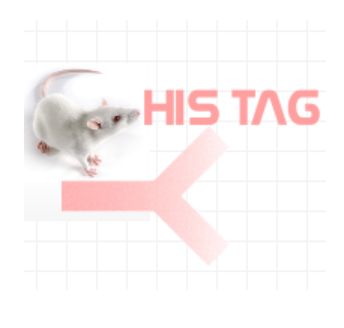 小鼠抗HIS標(biāo)簽（Monoclonal Mouse Anti-His Tag）