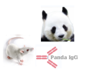 小鼠抗大熊貓 IgG(Monoclonal Mouse Anti-Panda IgG)