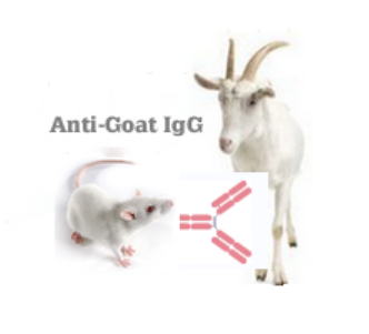 小鼠抗山羊IgG（Monoclonal Mouse Anti-Goat IgG）